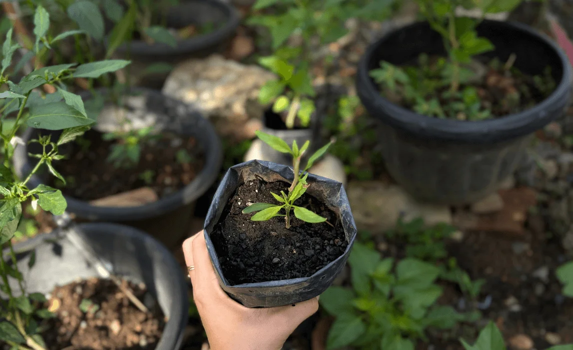 hand holding a plant