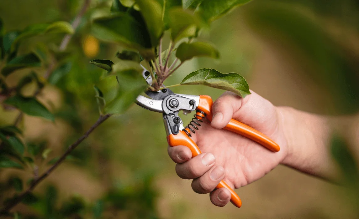 hand holding pruning shears trimming a plant