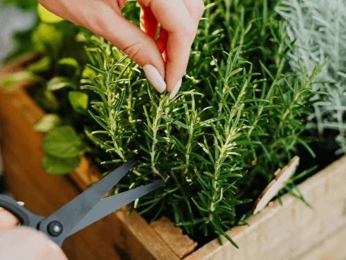 How to Prune Herbs in Your Garden to Grow Fresh Herbs with Proper Trimming and Harvest