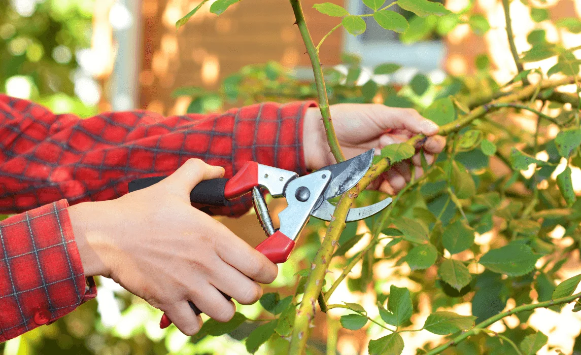 How to Prune Herbs in Your Garden to Grow Fresh Herbs with Proper Trimming and Harvest