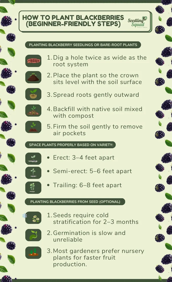 How to Plant Blackberries (Beginner-Friendly Steps) infographics