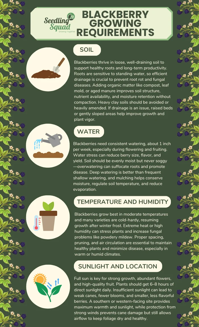 Blackberry Growing Requirements infograhpics