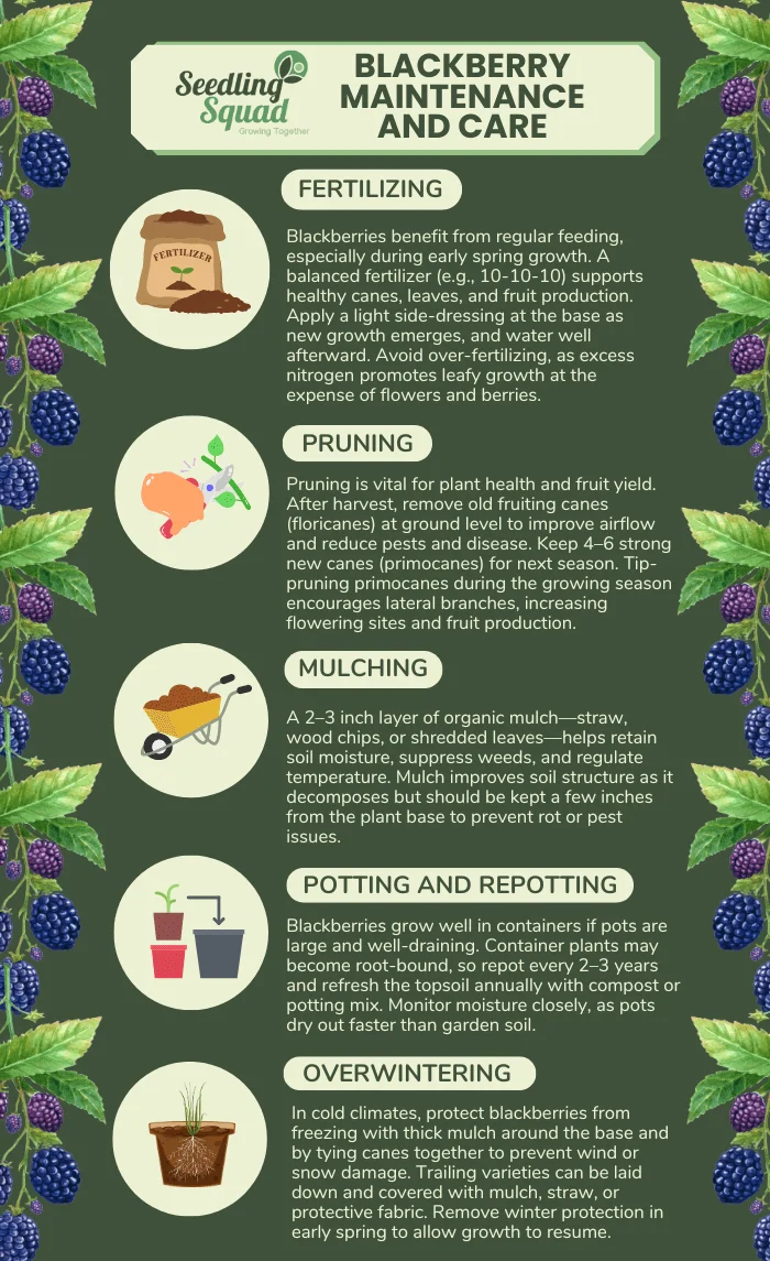 Blackberry Maintenance and Care infographics