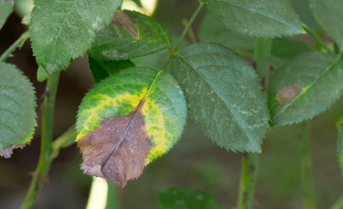 Common blackberry Diseases