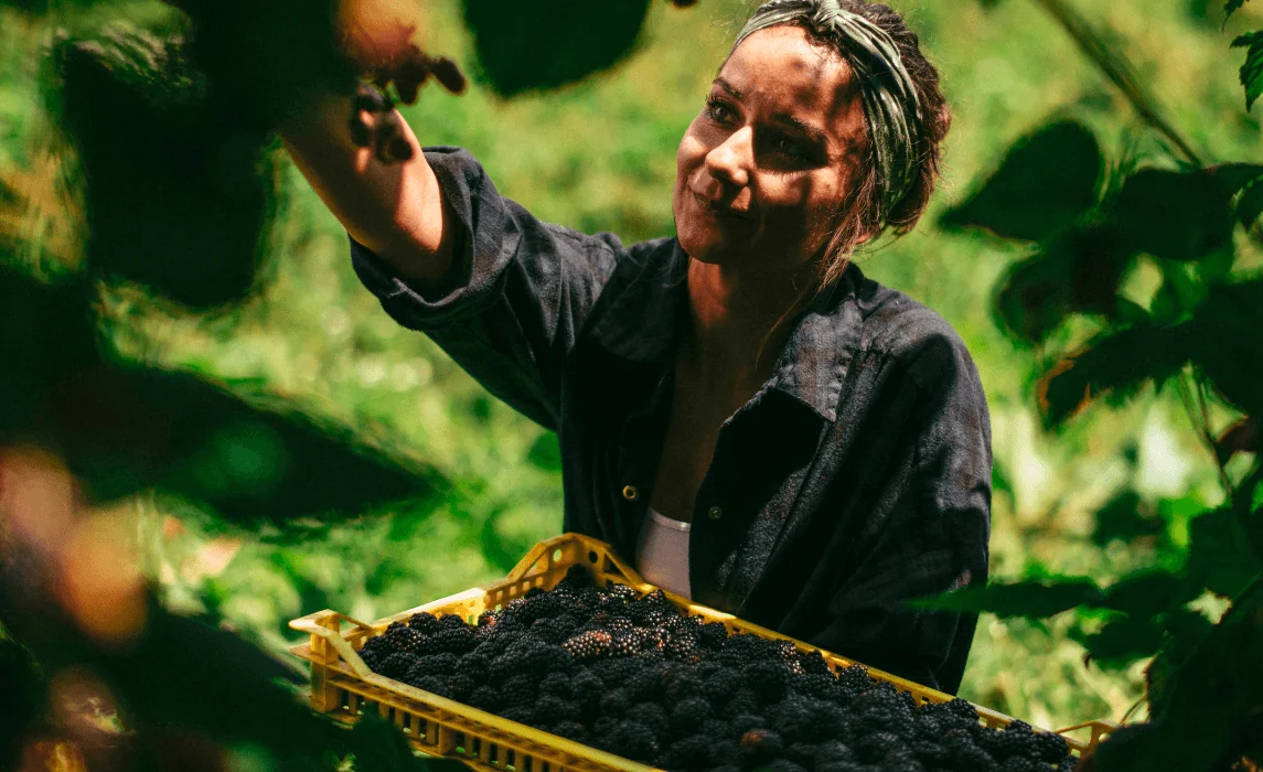 How to Harvest Blackberries woman harvesting blackberries