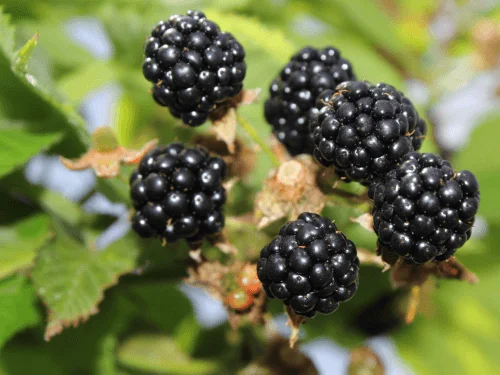 How to Grow Blackberry Fruit From Store-Bought Fruit in Your Home Garden With Healthy Blackberry Bushes