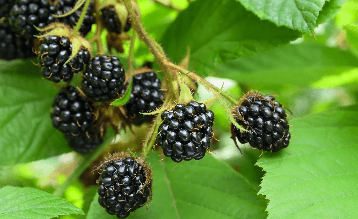 How to Grow Blackberry Fruit From Store-Bought Fruit in Your Home Garden With Healthy Blackberry Bushes