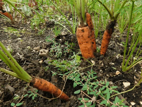 Good Companion Plants for Carrot Plant Growing