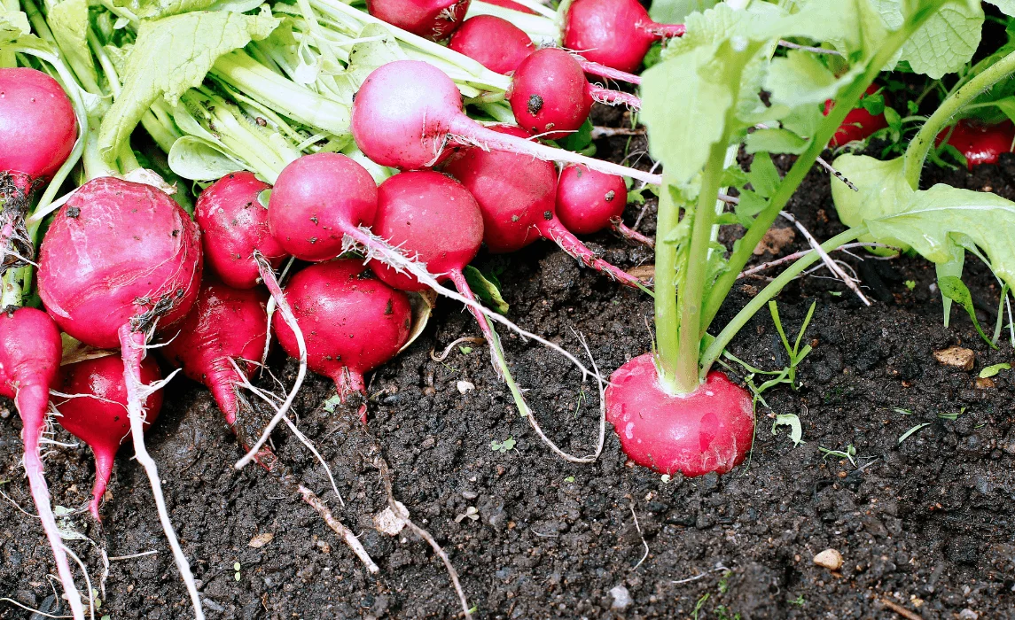 Radishes closeup