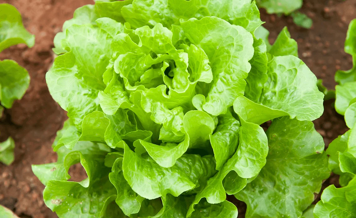 Lettuce closeup