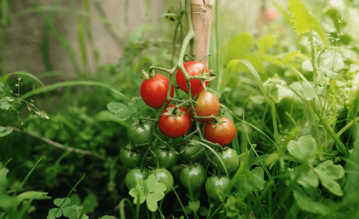 Tomato Plants closeup