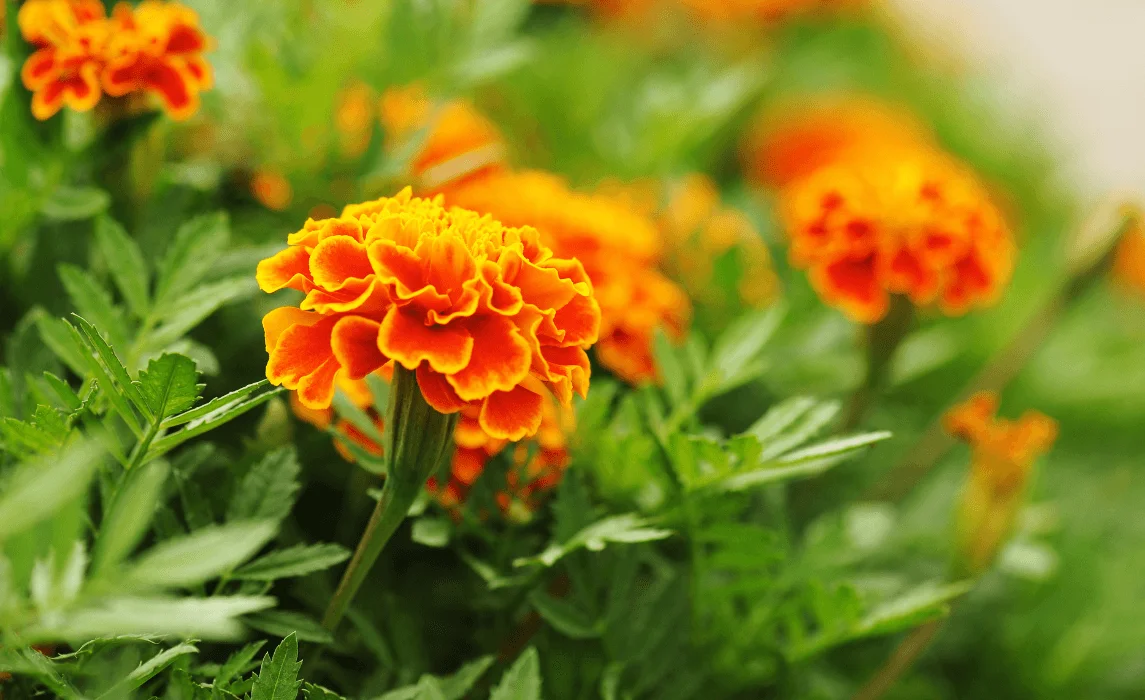Marigolds closeups