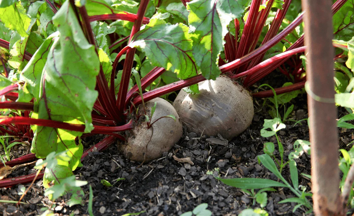 Beets closeup