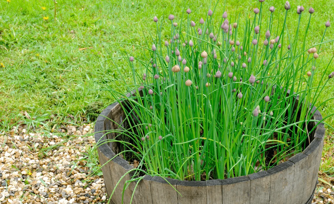 Chives in a wooden pot