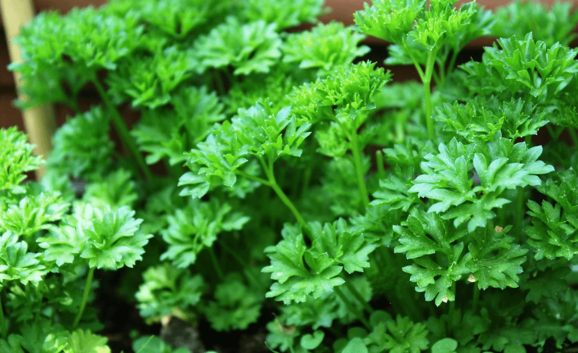 Parsley closeup