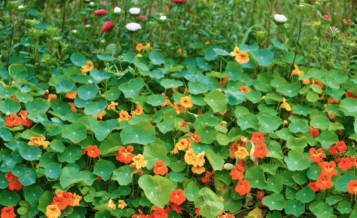 bunch of Nasturtiums closeup