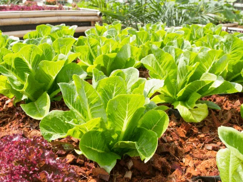Best Lettuce Companion Plants for the Garden