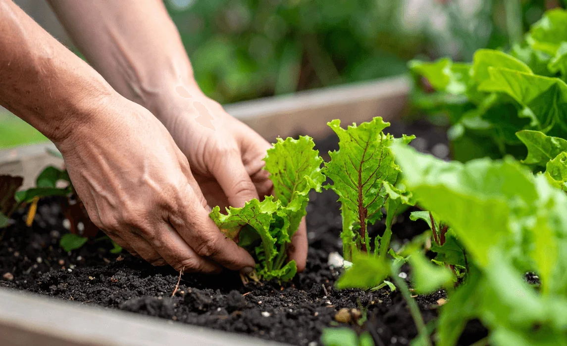 Best Lettuce Companion Plants for the Garden