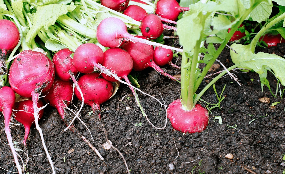 Radish closeup