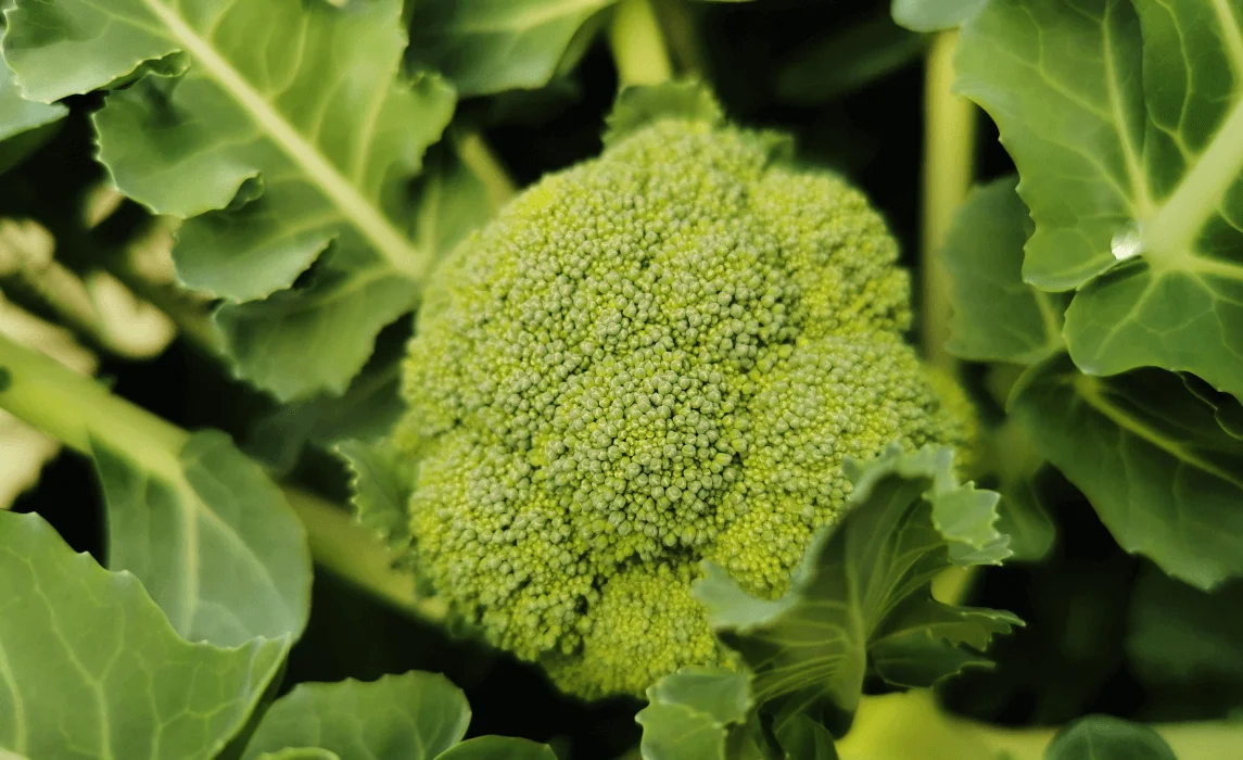 Broccoli closeup