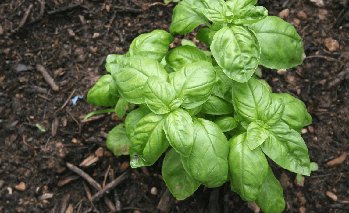 Basil plant closeup