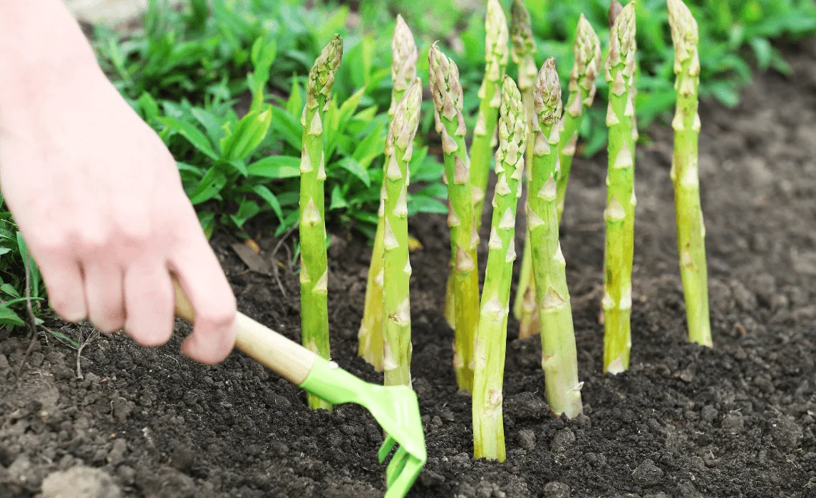 Asparagus plant closeup
