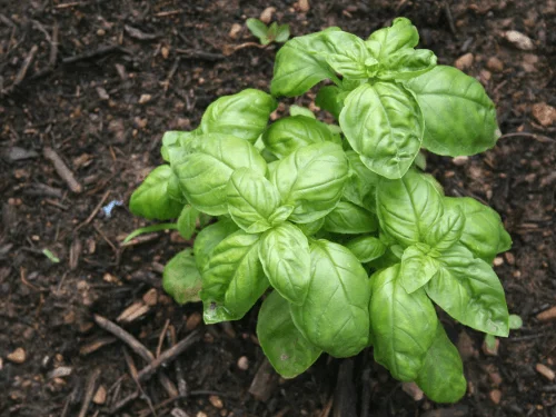 Basil Companion Plant Guide for Garden Pest Control and Growth