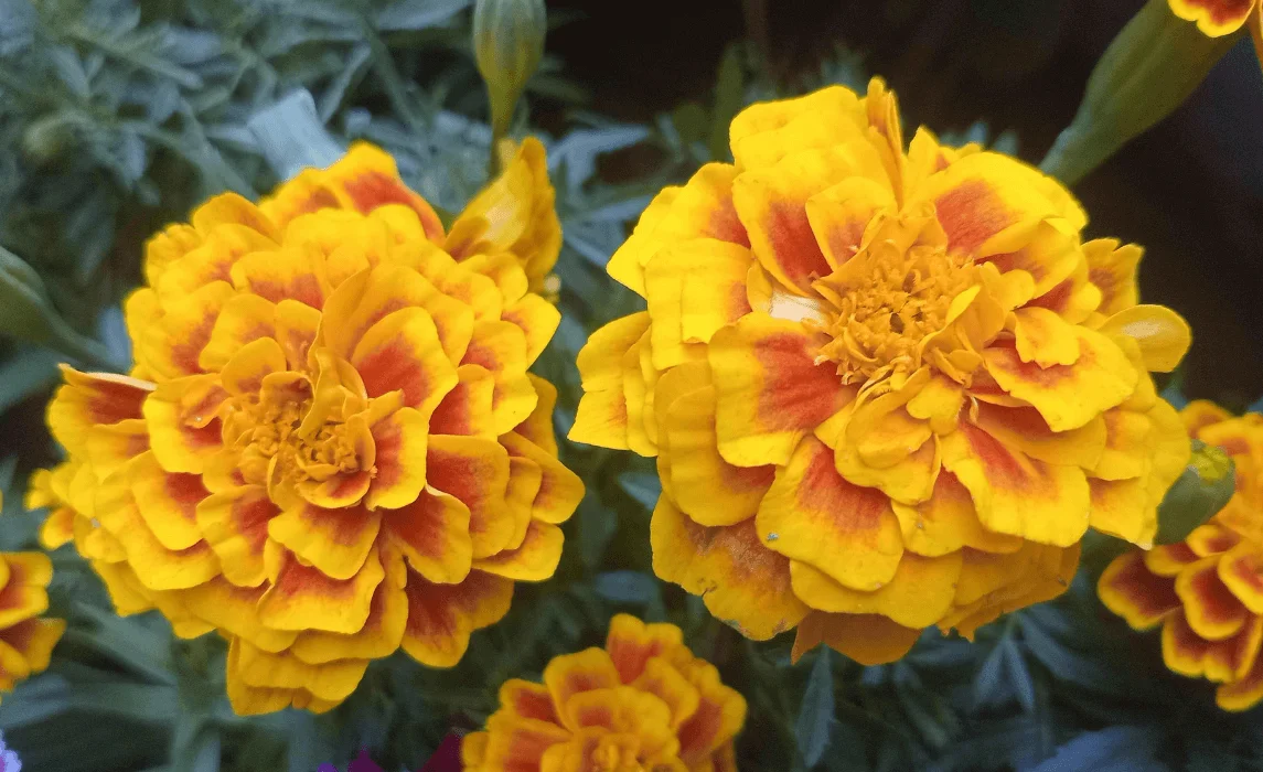 Marigold closeup