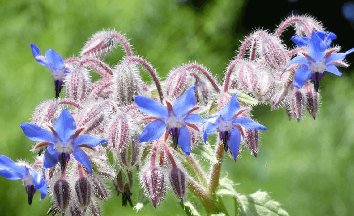Borage closeup