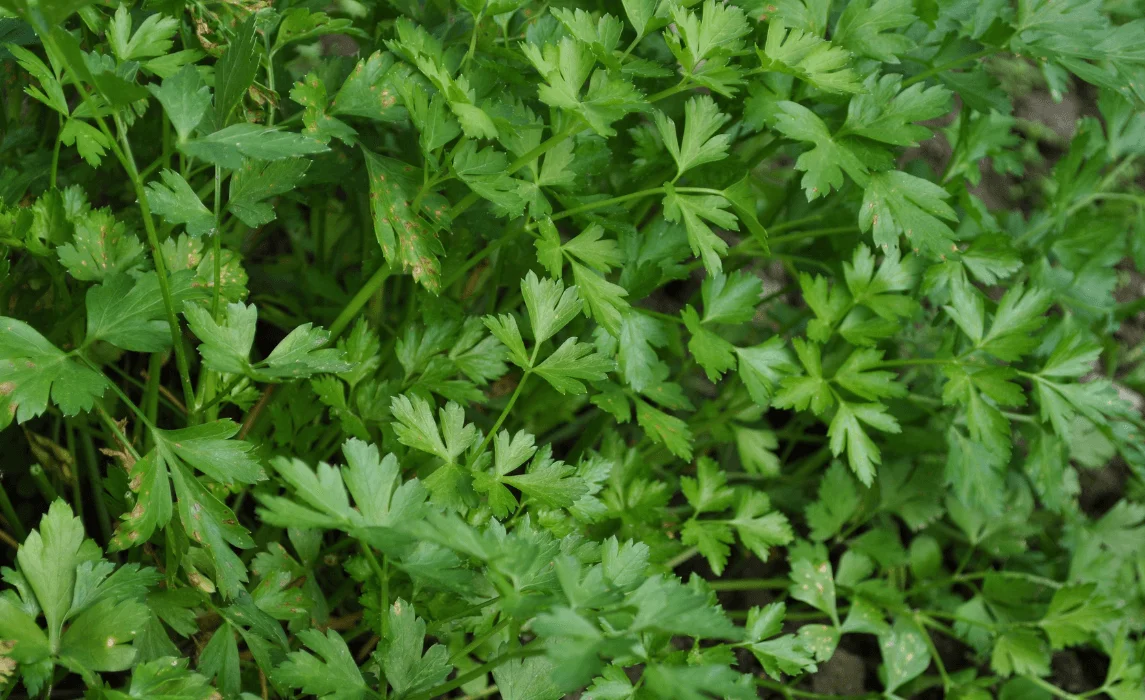 Parsley closeup