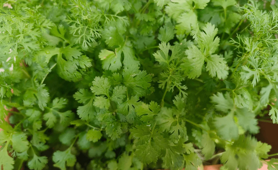 Cilantro closeup
