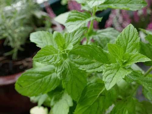 Mint Plant Companion Guide for a Healthy Garden