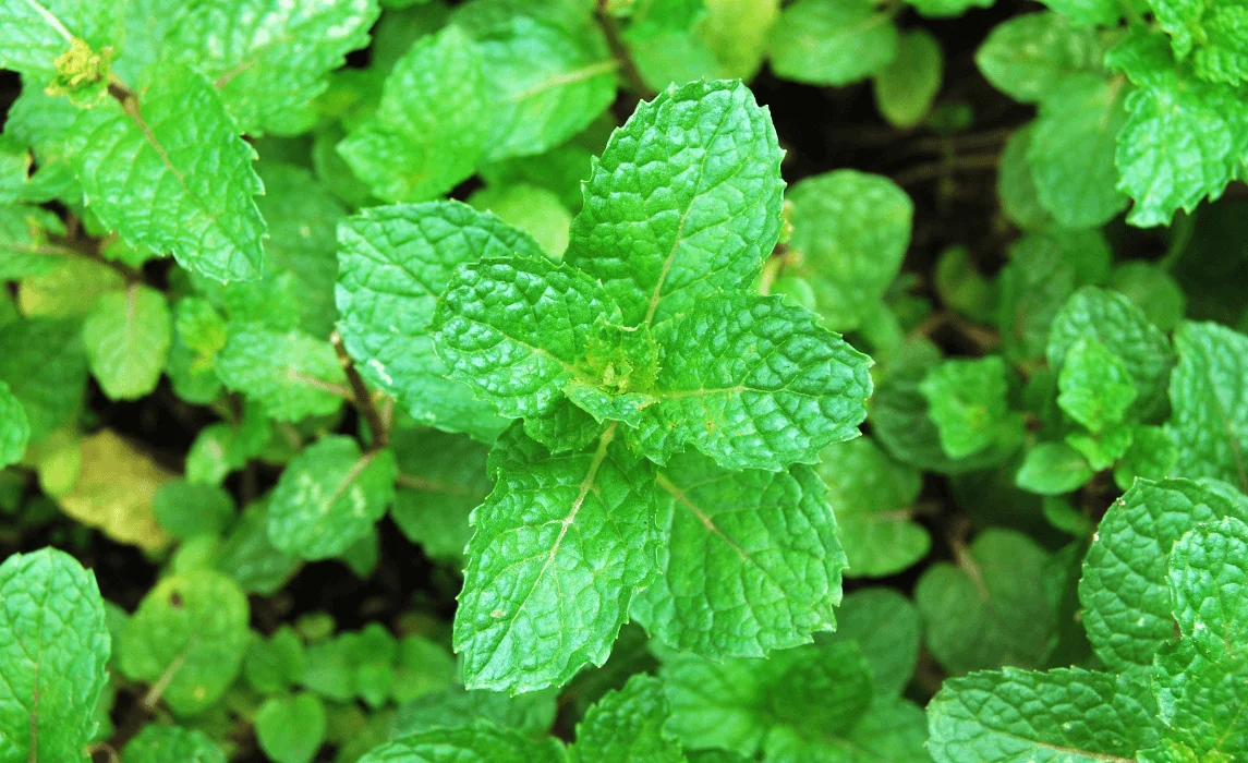 Mint Plant Companion Guide for a Healthy Garden