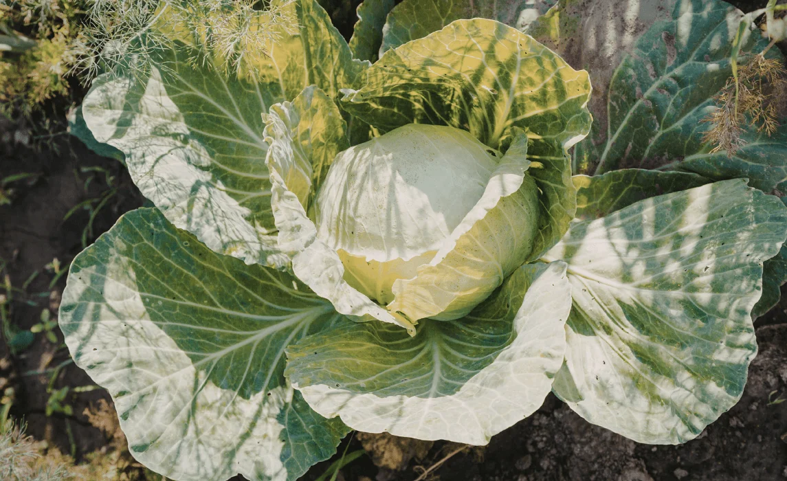 Cabbage (Brassicas) closeup