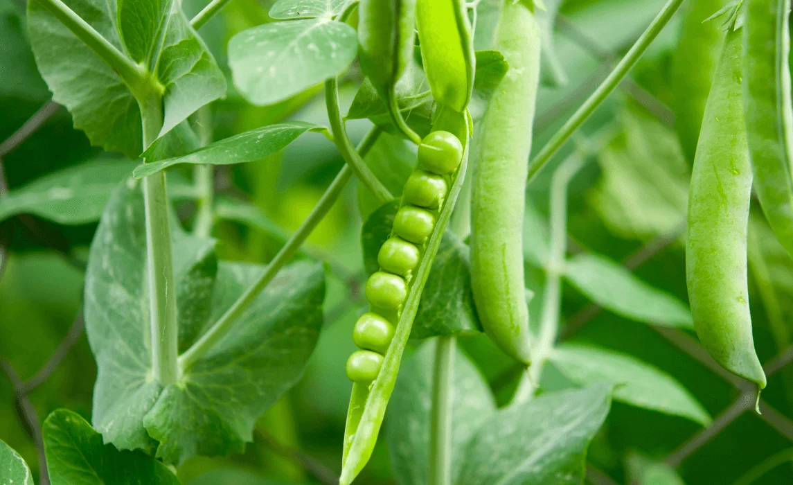 closeup Peas