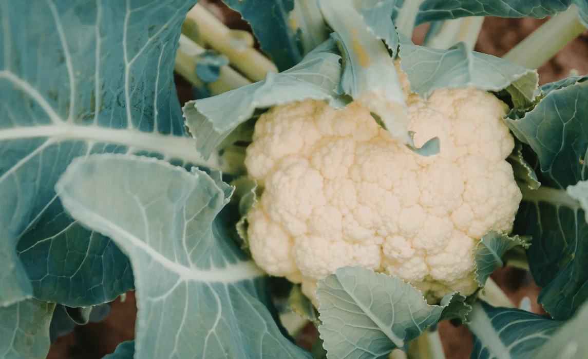 Cauliflower closeup