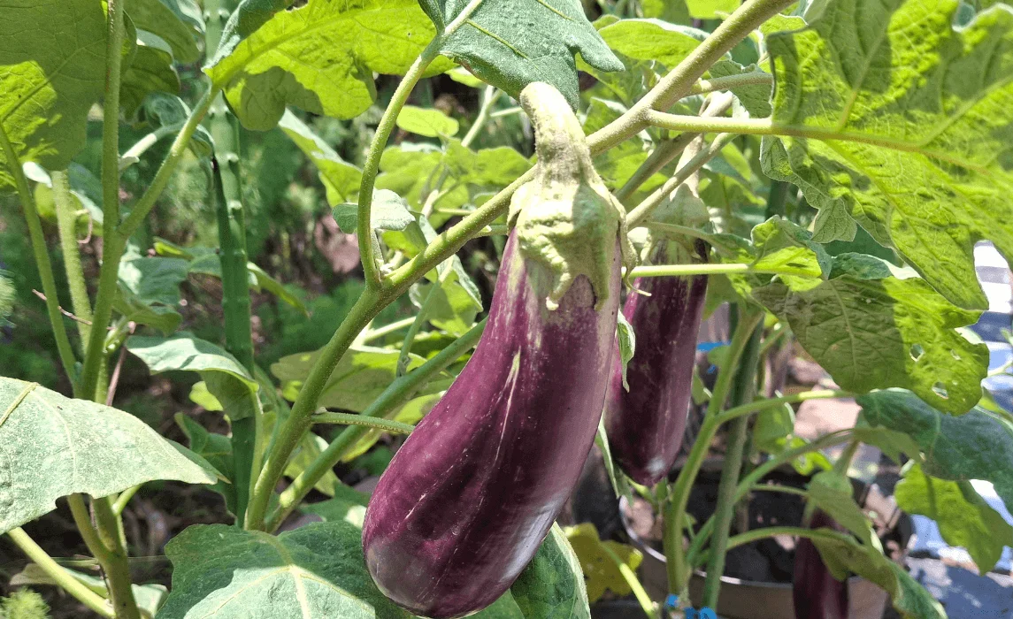 Eggplant closeup