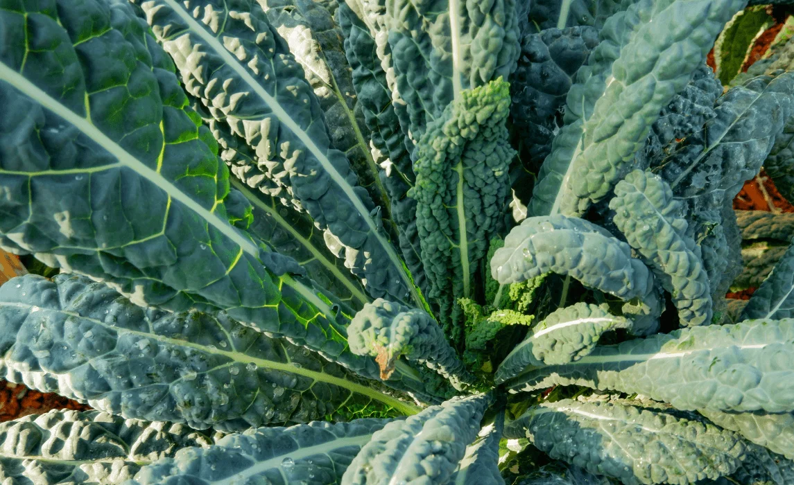 Kale closeup