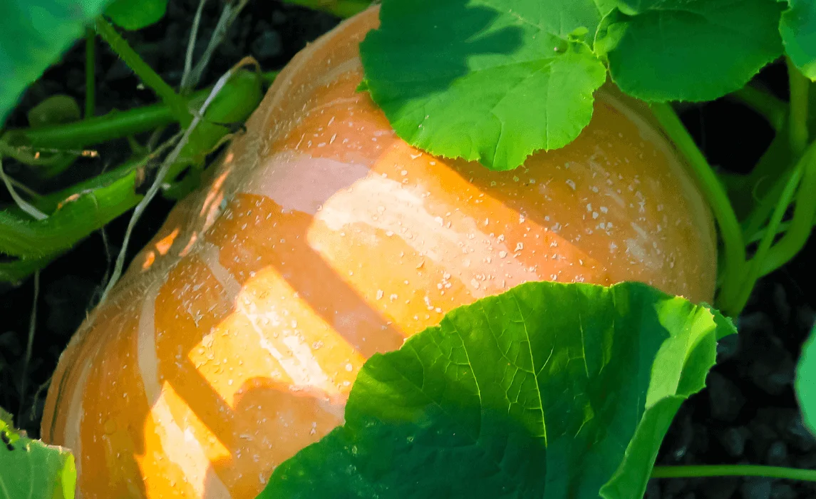 Squash (Zucchini and Pumpkins) closeup