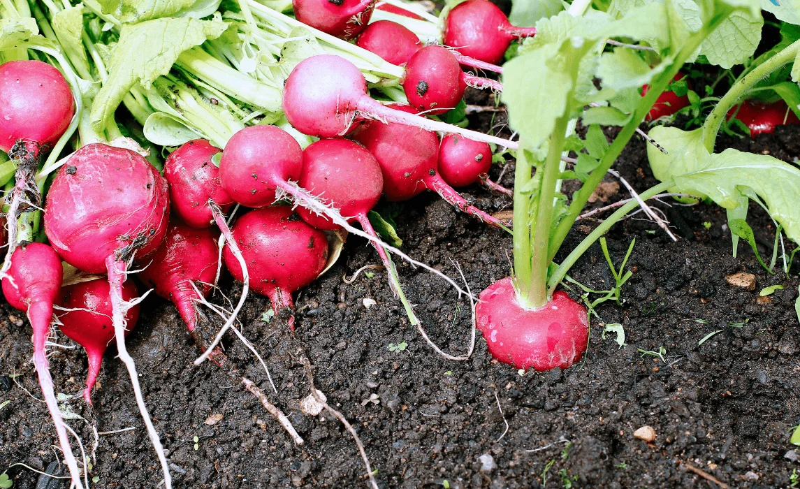 radish closeup