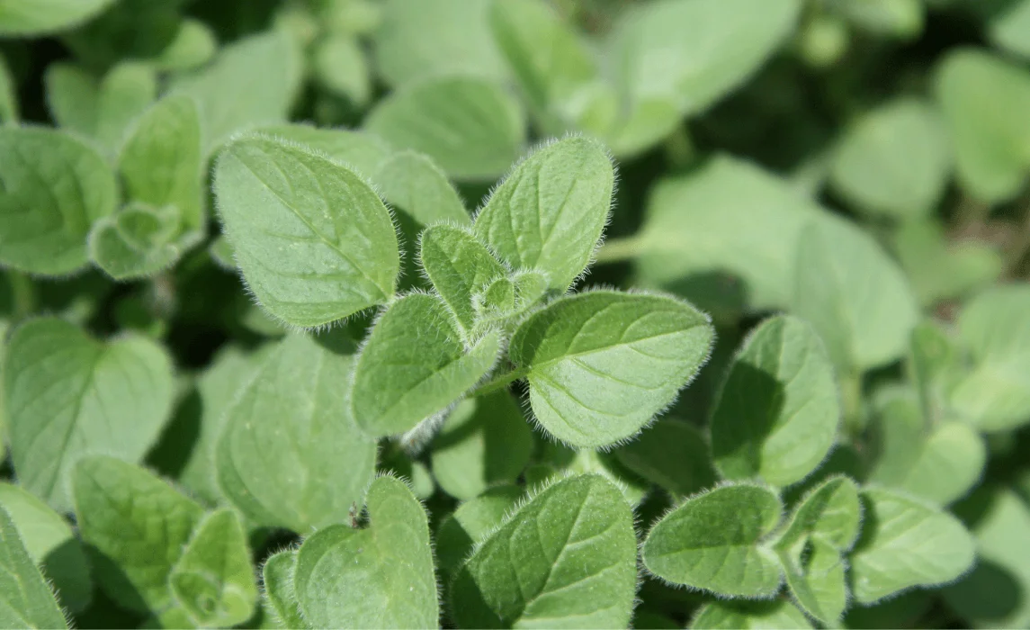oregano plant closeup