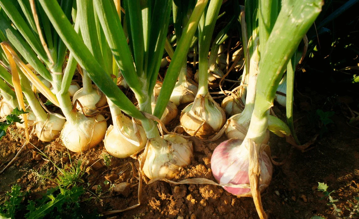 Onion Companion Planting: The 10 Best Onion Companion Plants