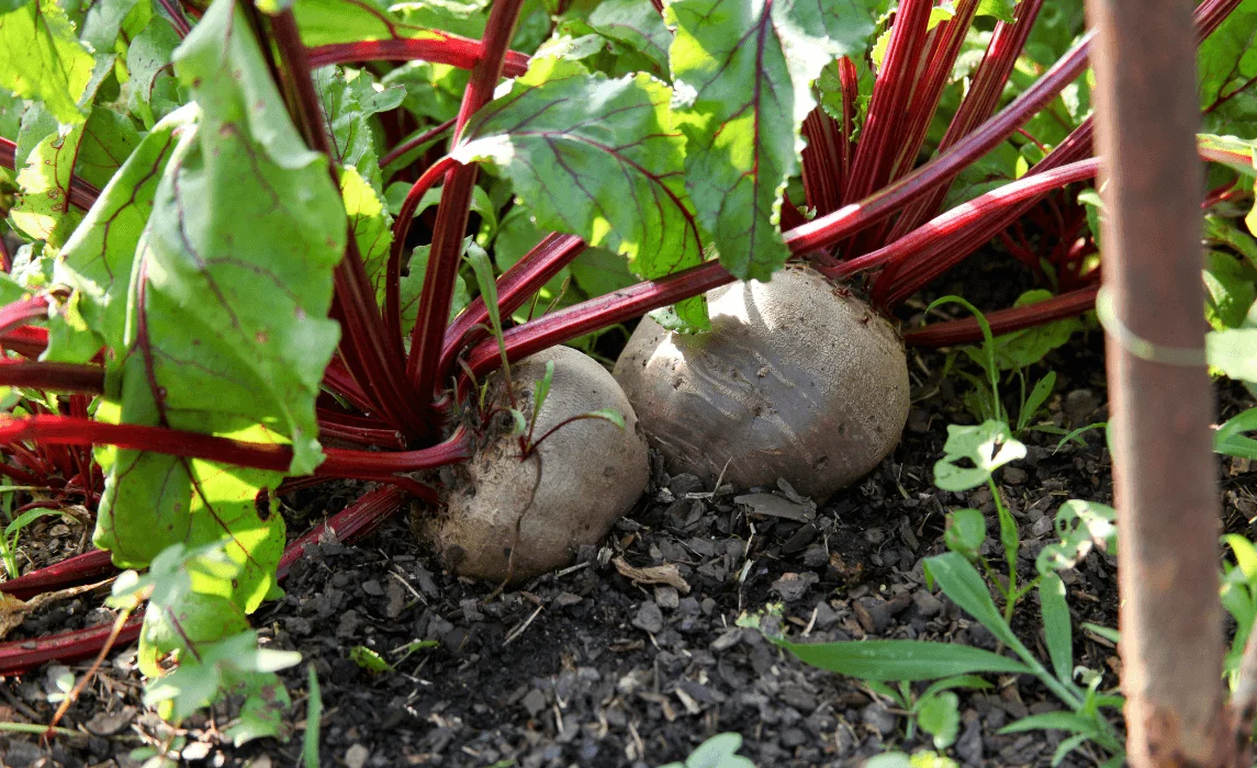 Beets (Beta vulgaris) closeup
