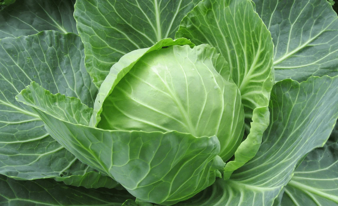 Cabbage Family (Brassicas) closeup