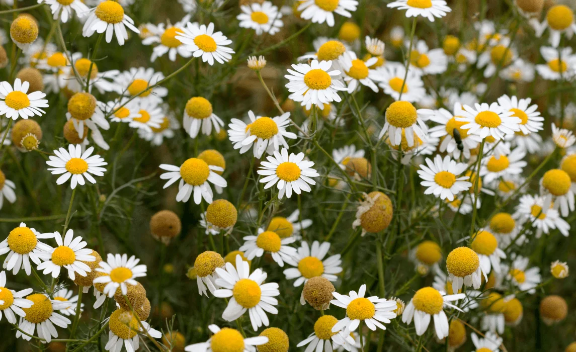 Chamomile (Matricaria chamomilla)