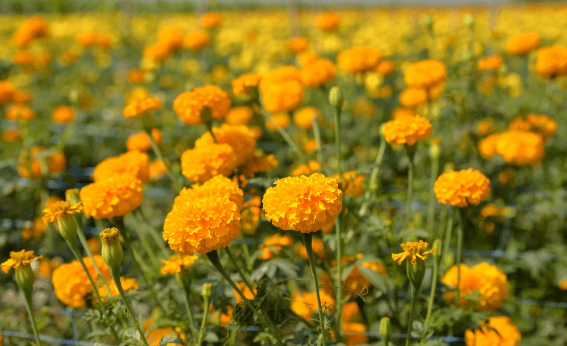 Marigolds (Tagetes)
