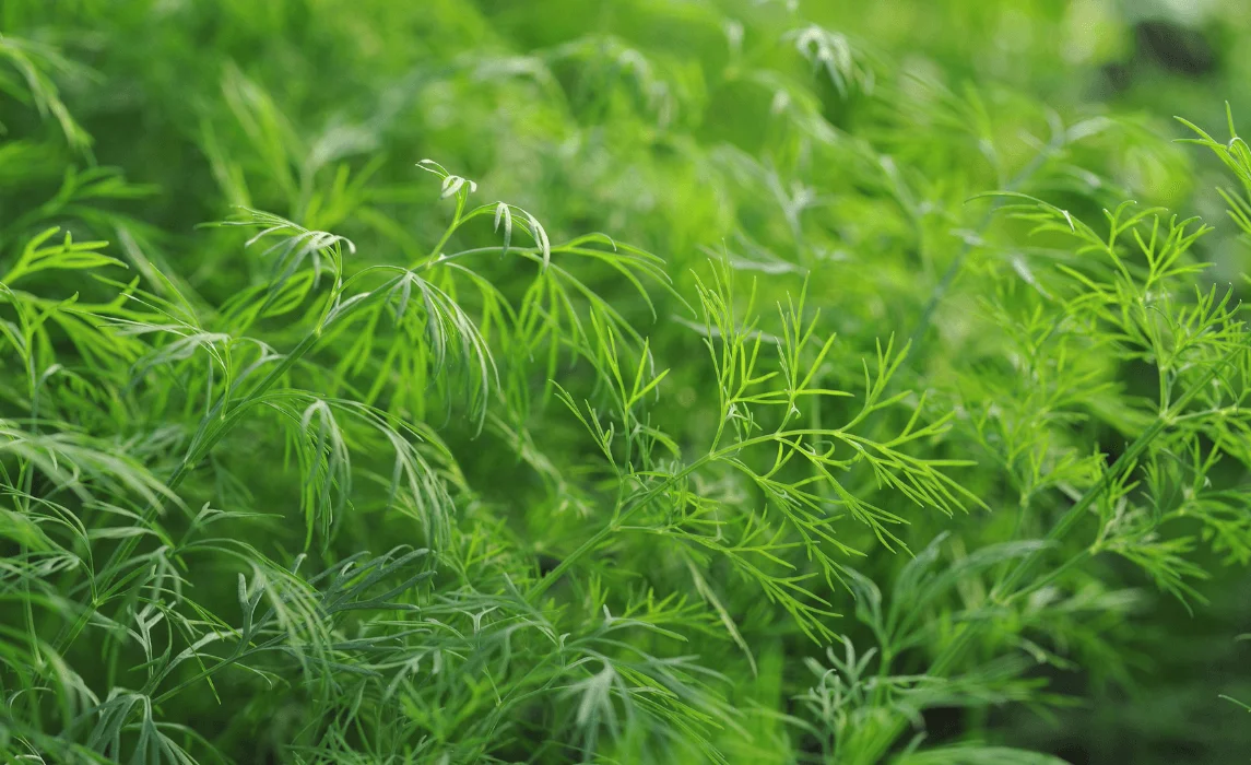Dill (Anethum graveolens)