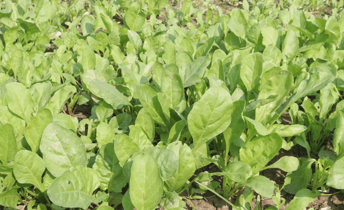 Spinach (Spinacia oleracea)