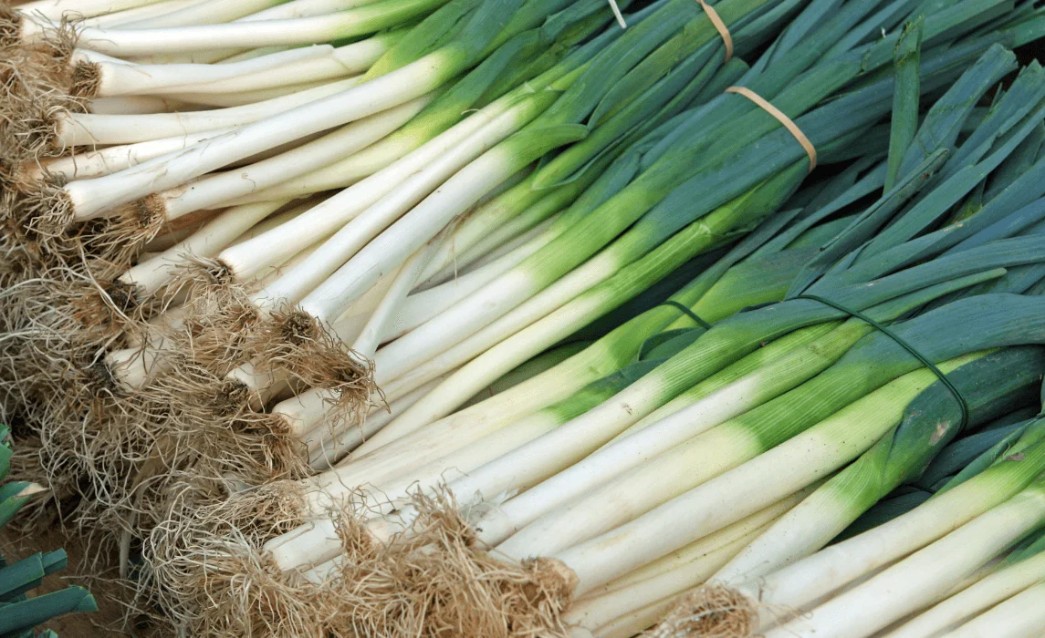 Leeks (Allium ampeloprasum)
