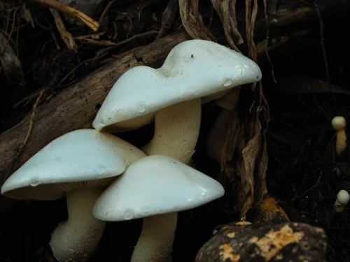 The Best Way to Grow Mushrooms at Home for Beginners